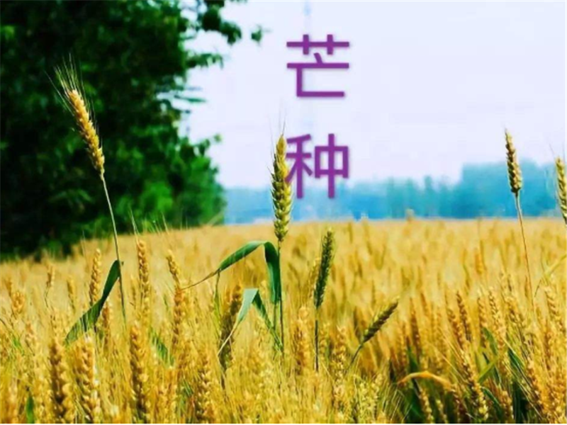 什么是二十四節(jié)氣——芒種？